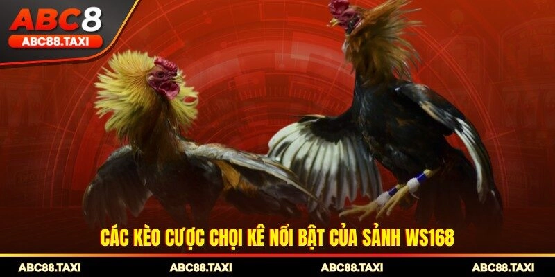 Các kèo cược chọi kê nổi bật của sảnh WS168